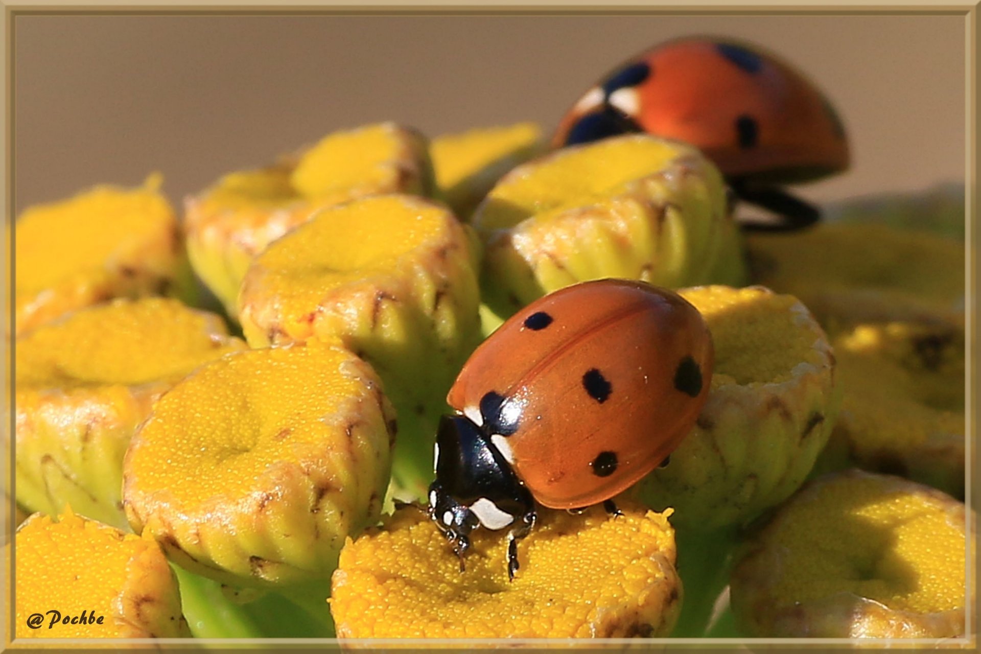 Wallpapers Animals Insects - Ladybugs 