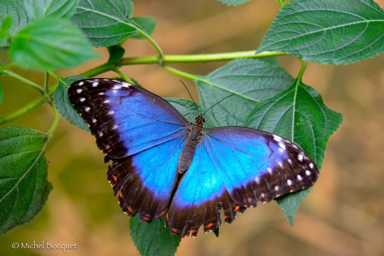 Fonds d'cran Animaux Insectes - Papillons Papillon exotique