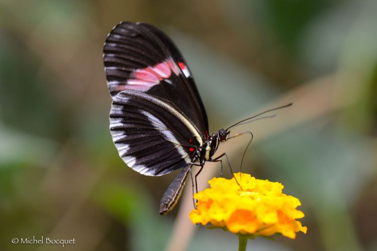 Wallpapers Animals Insects - Butterflies Papillon exotique