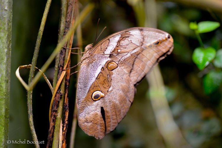 Fonds d'cran Animaux Insectes - Papillons Papillon exotique