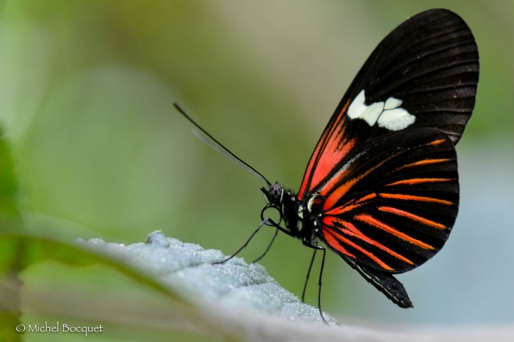 Fonds d'cran Animaux Insectes - Papillons Papillon exotique