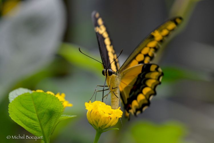 Fonds d'cran Animaux Insectes - Papillons Papillon exotique