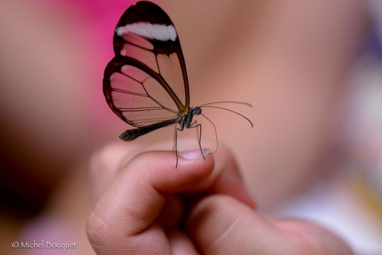 Wallpapers Animals Insects - Butterflies Papillon exotique