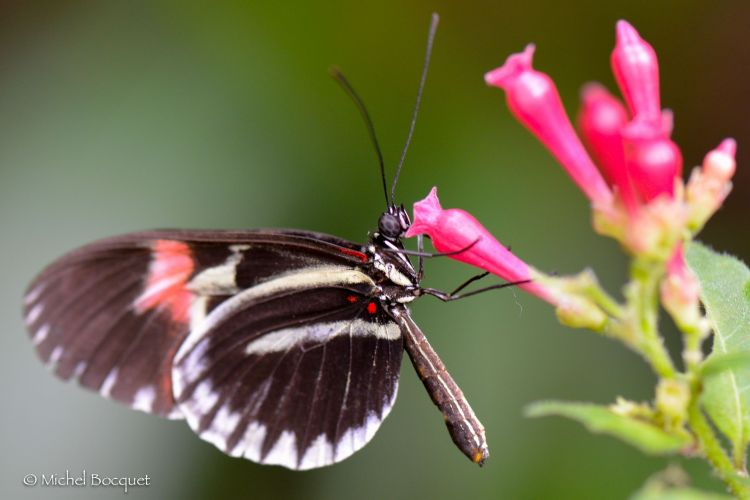 Wallpapers Animals Insects - Butterflies Papillon exotique