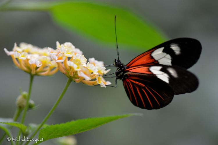 Fonds d'cran Animaux Insectes - Papillons Papillon exotique