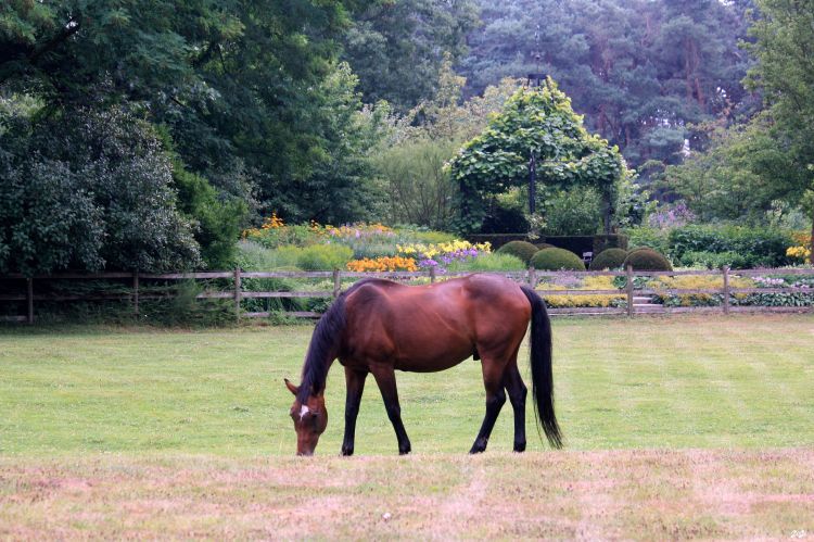 Fonds d'cran Animaux Chevaux Le jardin romantique de Dina Deferme