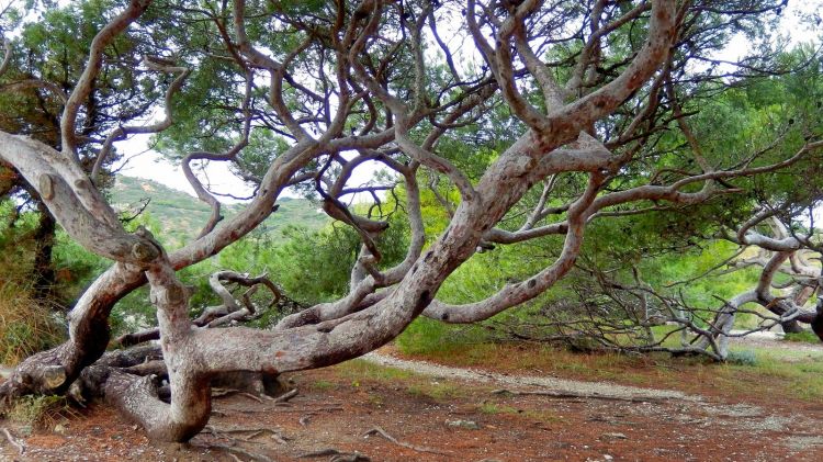 Fonds d'cran Nature Arbres - Forts Pinde du Gaou, le Brusc, six-Fours les Plages, Var, France.