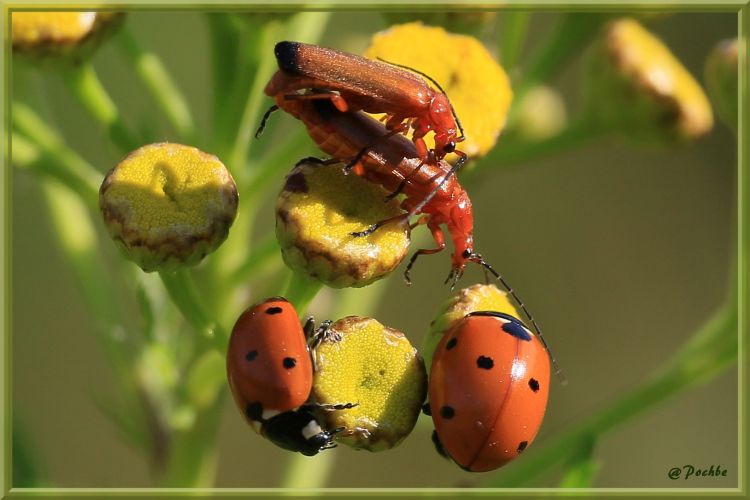 Wallpapers Animals Insects - Ladybugs Wallpaper N410638