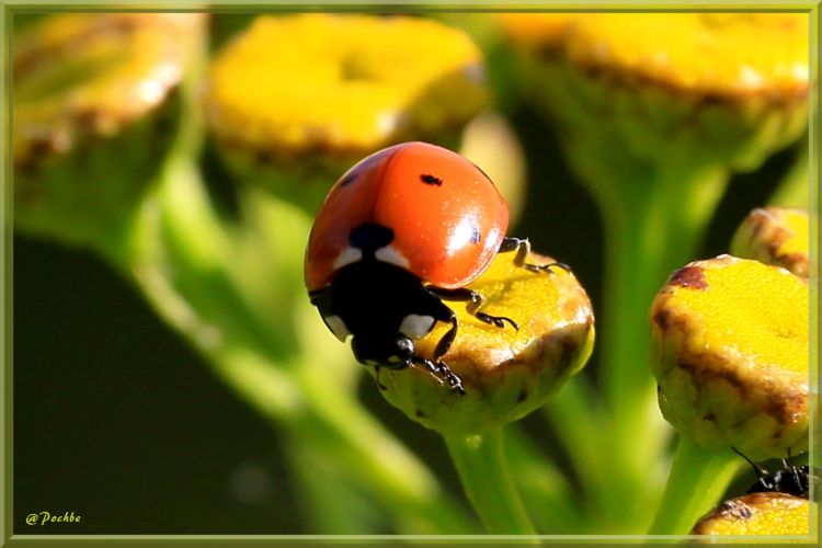 Wallpapers Animals Insects - Ladybugs Wallpaper N410639