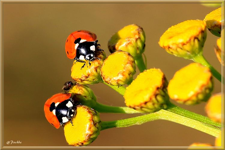 Wallpapers Animals Insects - Ladybugs Wallpaper N410640