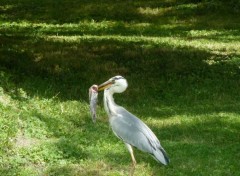  Animals Bon apptit.........