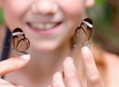  Animaux Papillon exotique