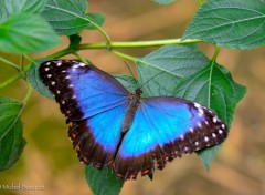  Animaux Papillon exotique