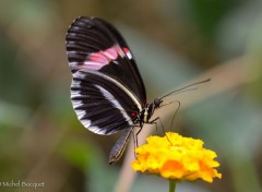  Animaux Papillon exotique