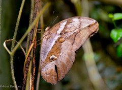  Animaux Papillon exotique