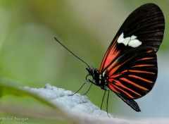  Animaux Papillon exotique