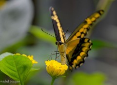  Animaux Papillon exotique