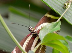  Animaux Papillon exotique