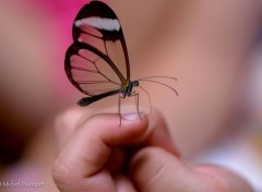  Animaux Papillon exotique