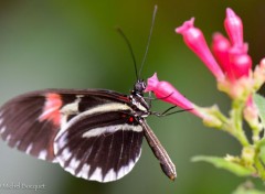  Animaux Papillon exotique