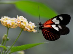  Animaux Papillon exotique