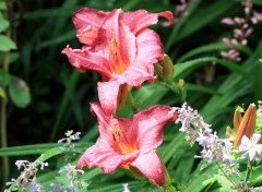  Nature Le jardin romantique de Dina Deferme