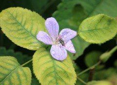  Nature Le jardin romantique de Dina Deferme