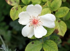  Nature Le jardin romantique de Dina Deferme