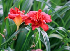  Nature Le jardin romantique de Dina Deferme