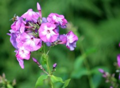  Nature Le jardin romantique de Dina Deferme