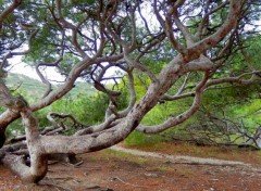  Nature Pinde du Gaou, le Brusc, six-Fours les Plages, Var, France.