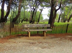  Nature Pinde du Gaou, le Brusc, six-Fours les Plages, Var, France.