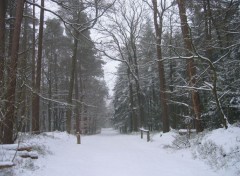  Nature Forêt enneigée