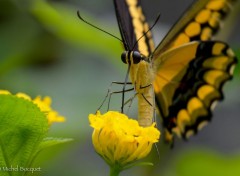  Animaux Papillons