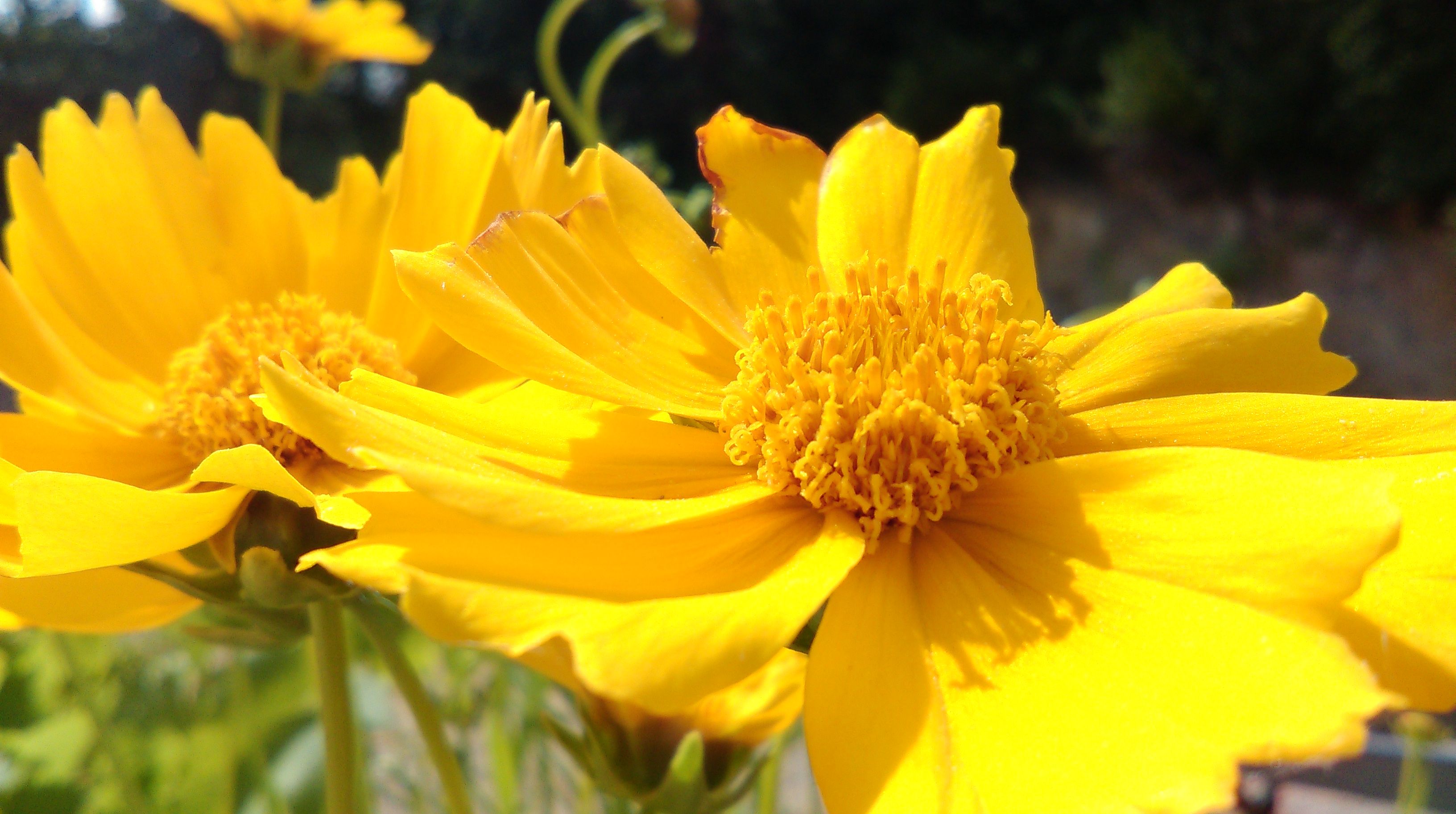 Fonds d'cran Nature Fleurs 