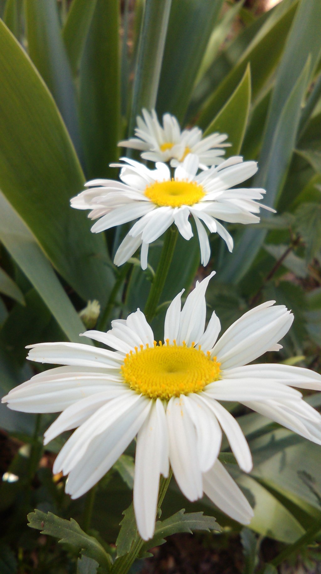 Fonds d'cran Nature Fleurs 