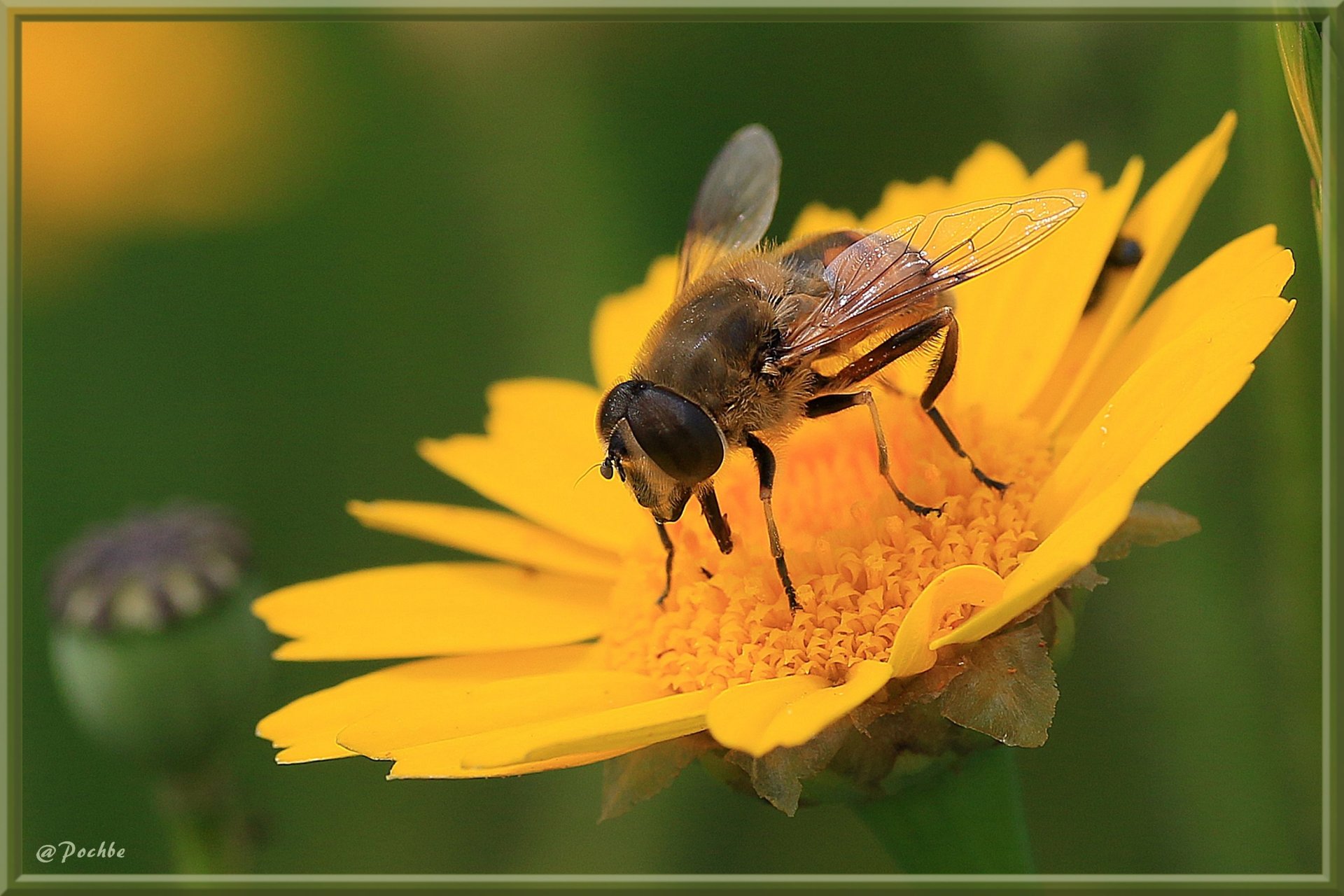 Fonds d'cran Animaux Insectes - Syrphes 