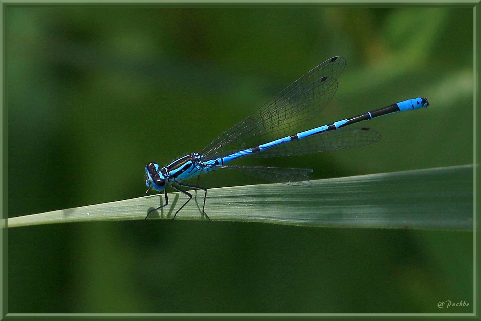 Fonds d'cran Animaux Insectes - Libellules 