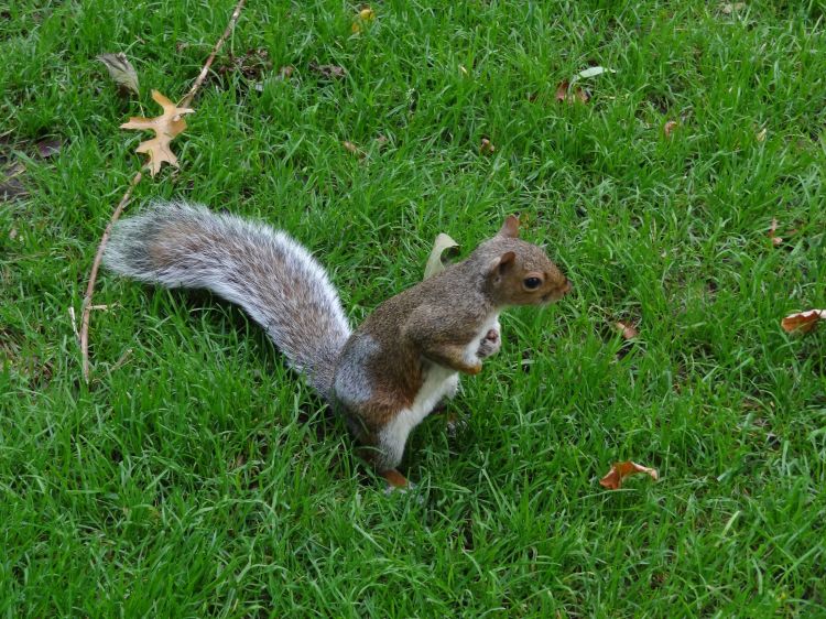 Fonds d'cran Animaux Rongeurs - Ecureuils Ecureuil, central park, New-York