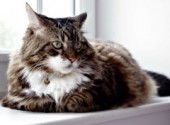  Animaux chat de race Maine Coon