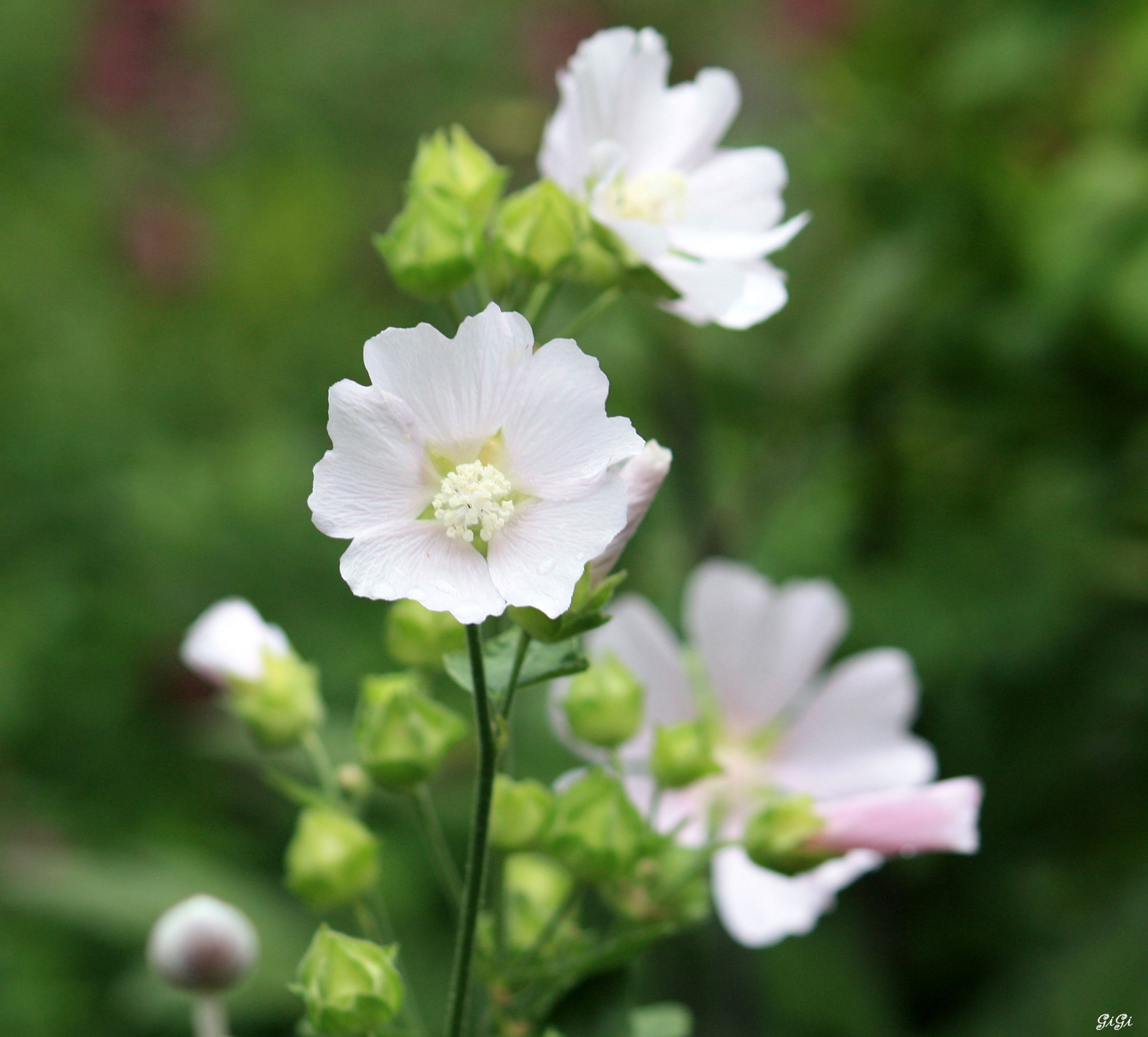 Wallpapers Nature Flowers Le jardin romantique de Dina Deferme