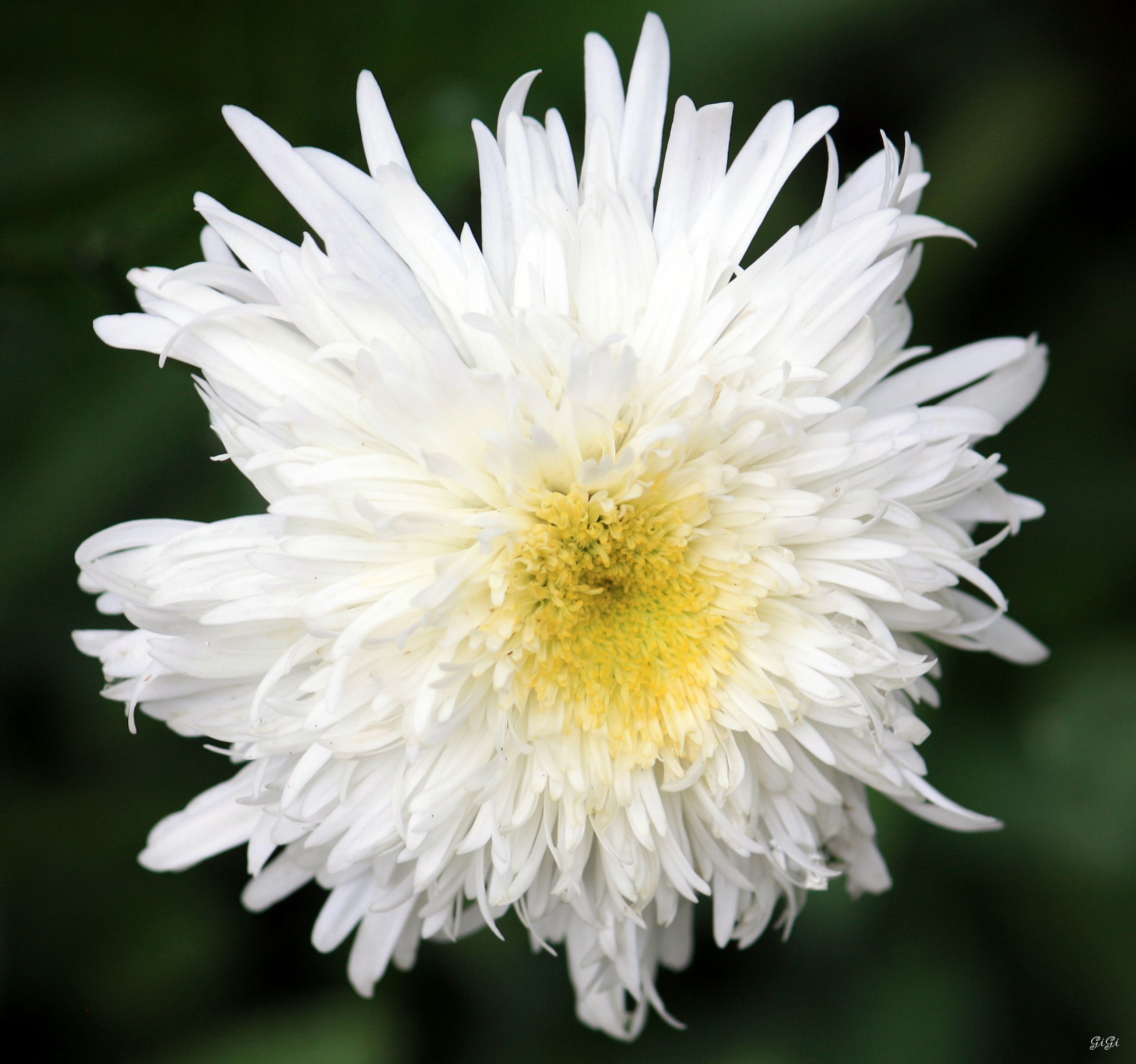 Fonds d'cran Nature Fleurs Le jardin romantique de Dina Deferme