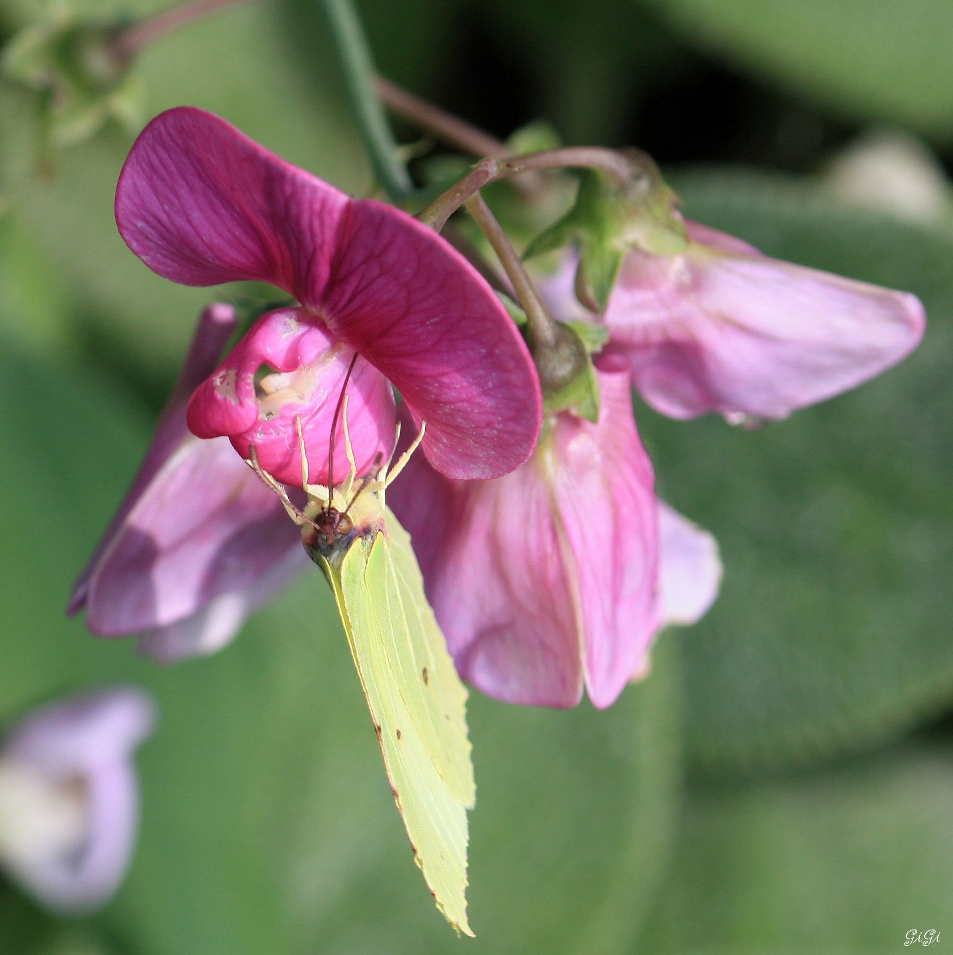 Wallpapers Nature Flowers Le jardin romantique de Dina Deferme