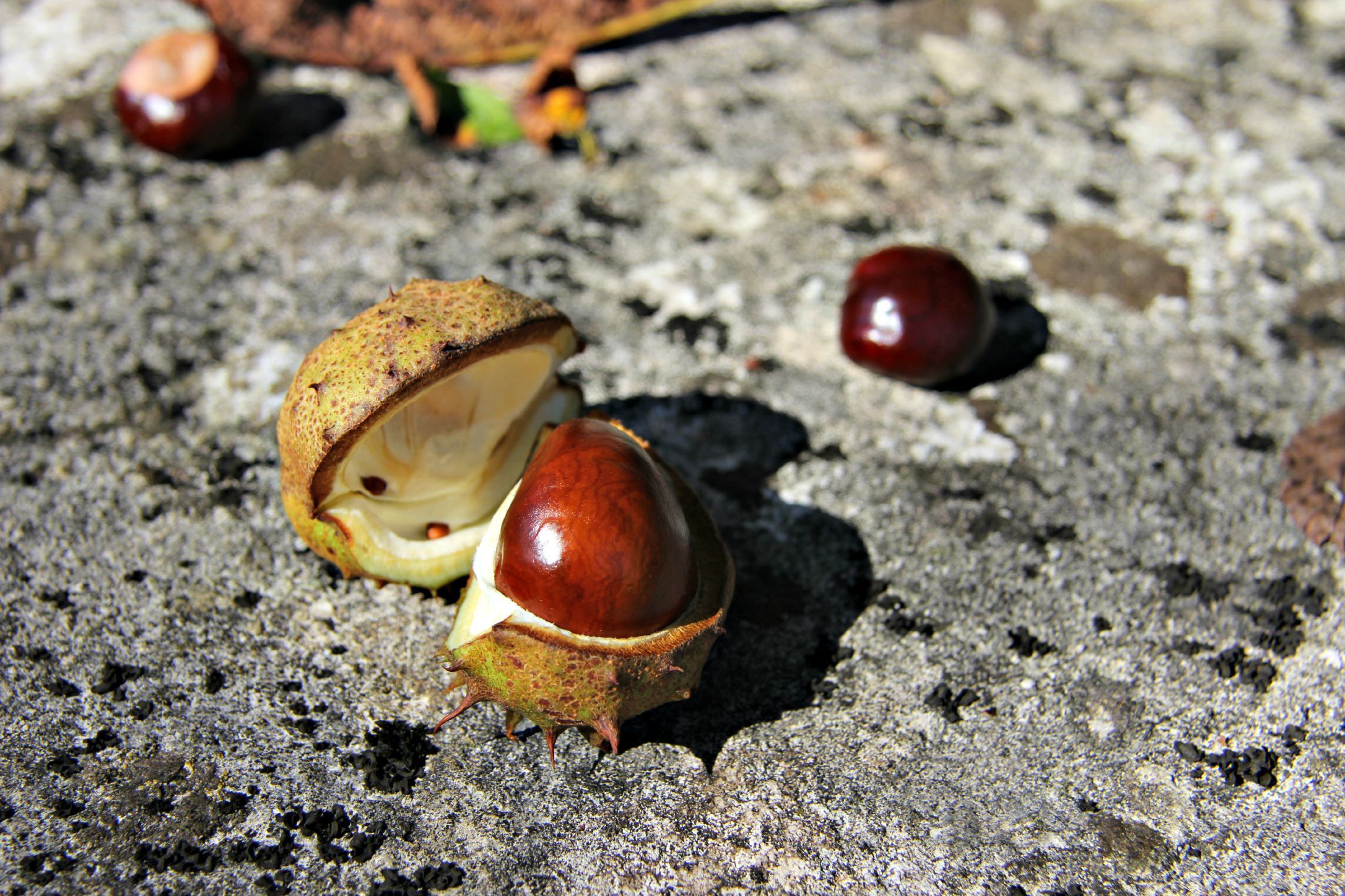 Wallpapers Nature Fruits Chataigne