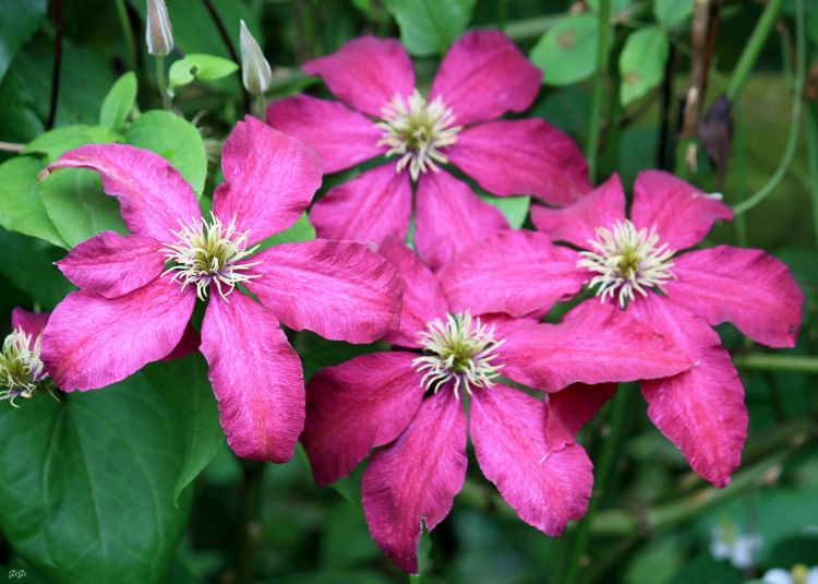 Fonds d'cran Nature Fleurs Le jardin romantique de Dina Deferme