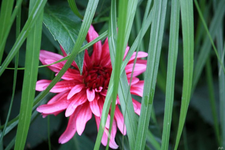 Fonds d'cran Nature Feuilles - Feuillages Le jardin romantique de Dina Deferme