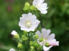  Nature Le jardin romantique de Dina Deferme