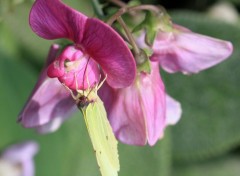  Nature Le jardin romantique de Dina Deferme