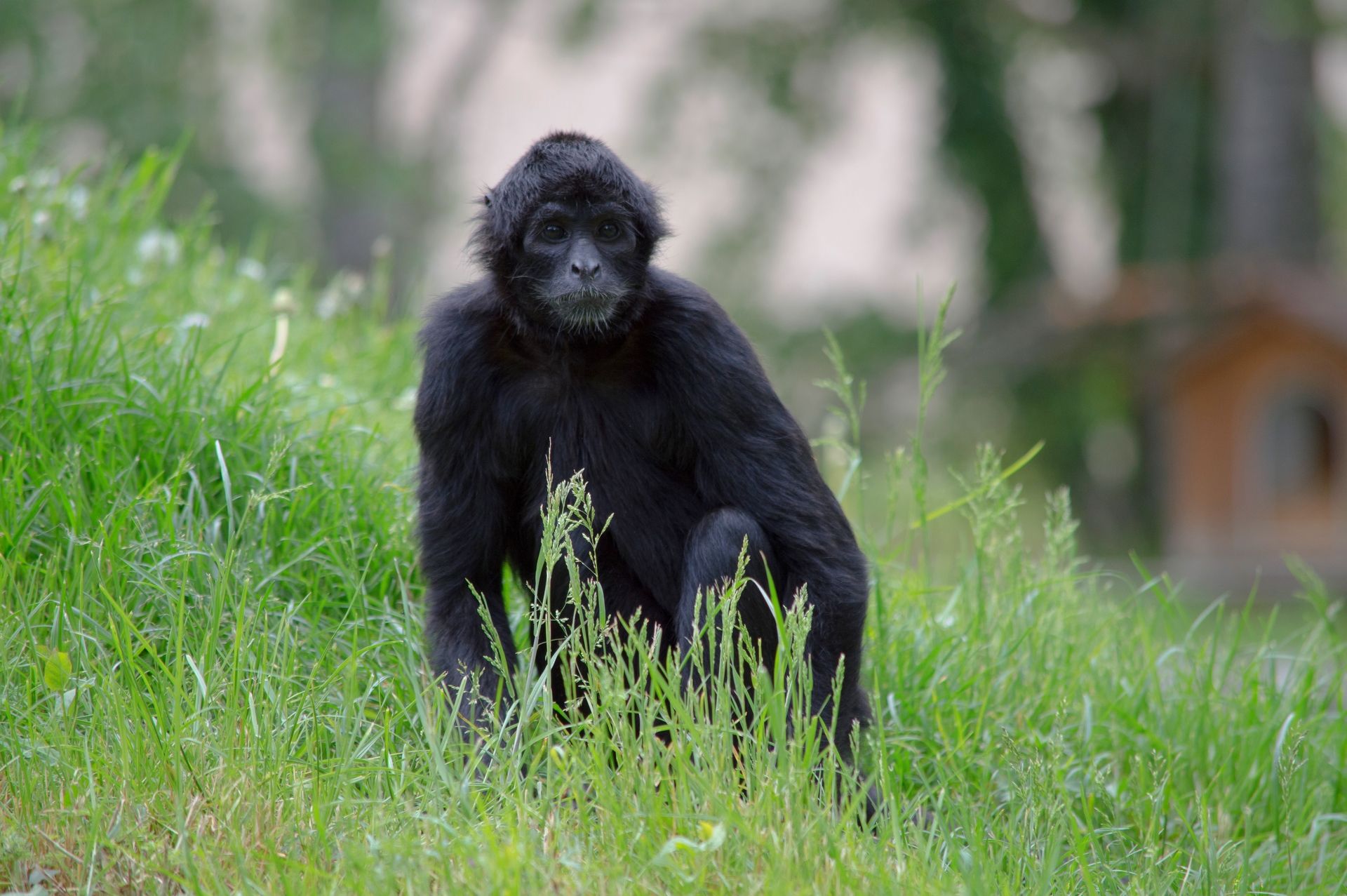 Fonds d'cran Animaux Singes 