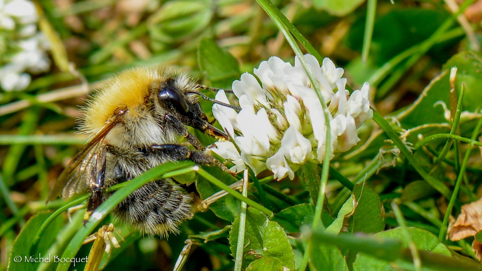 Fonds d'cran Animaux Insectes - Abeilles Gupes ... Abeille sur fleur de trefle